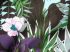 Tissu imprim�