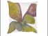 Coussin