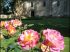 La rose 