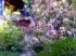 Un jardin 