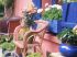 Fa�ade fleurie