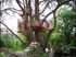 Dans un arbre