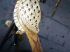 Oiseau en t�le peinte dor�e � la feuille