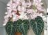 Orchid�es