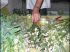 Bouquet 4