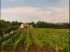 Les vignes
