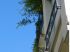 Le saule pleureur