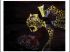 Sophie Thomassin