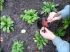 Planter pour un printemps fleuri