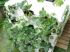 Potager vertical - espace priv�