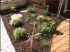 V�g�tation mixte