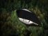 Living Roof et le respect de l'environnement