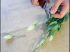 Couper les fleurs