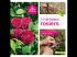 Obtenir de beaux rosiers