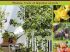 Cr�er un jardin sur son balcon