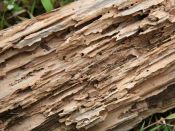 termites ambiances 1