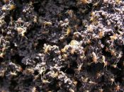 termite ambiance 2