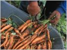 R�ussir son potager en ville