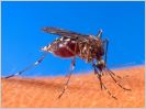 Les insectes, ces ennemis des �oliennes