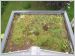 terrasse v�g�tale v�g�tation reportage