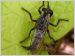 insecte