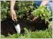 Pr�parer son jardin au printemps
