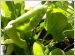 Gagnant 2011 Cat�gorie Juniors - Potager de balcon