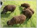 moutons ouessant