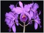 orchid�es au S�nat