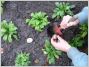 Jardin automne bulbes