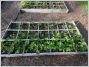 Potager