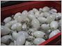 lampes usag�es
