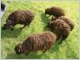 moutons ouessant