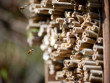 Un abri pour les abeilles