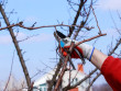 Quatre conseils pour un jardin fleuri et coloré en hiver