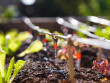 Comment optimiser l&#039;arrosage de son jardin en été ?