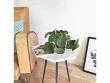 Une plante tendance qui apporte l'abondance 