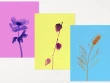 Les fleurs de Constance Guisset en tirage d'art