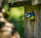 Faire de son jardin un refuge ...