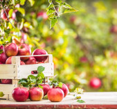 Que faire dans son jardin en ...