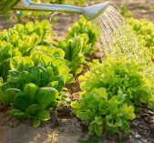 Autoproduction : une tendance ...