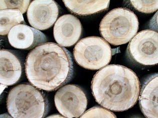 Le bois : des origines controversées