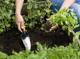 Préparer son jardin au printemps