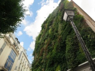 L'oasis d'Aboukir, un mur végétal de 250 m2 en plein coeur de Paris