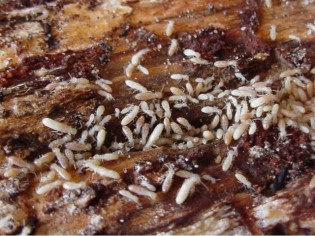 Termites : mieux vaut prévenir que guérir