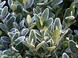 Protéger son jardin du froid et du gel : les bons réflexes à adopter