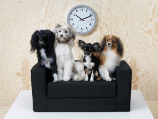 IKEA lance une collection pour chiens et chats