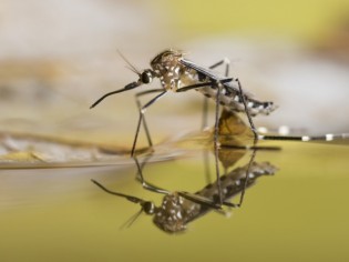 Eloigner les moustiques : conseils et solutions naturelles 