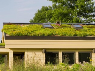 Réaliser une toiture végétalisée : tout ce qu'il faut savoir