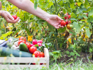 Que faire dans son jardin en juillet ? 